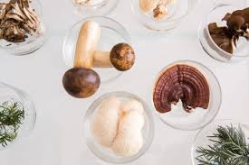 Mushroom Magic: Unlocking the Medicinal Powers of Fungi